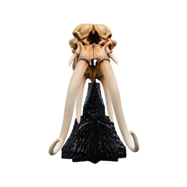 Weta Workshop The Lord of the Rings Skull of a Mumak Miniature Skull Replica (5.8-Inch) - View 12