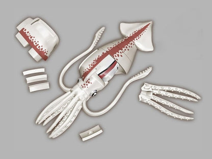 MegaHouse Kaitai Giant Squid Plastic Anatomy Puzzle Model Kit - View 2