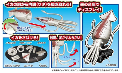 MegaHouse Kaitai Giant Squid Plastic Anatomy Puzzle Model Kit - View 5