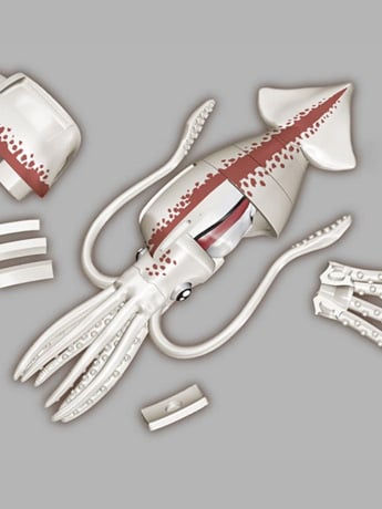 MegaHouse Kaitai Giant Squid Plastic Anatomy Puzzle Model Kit